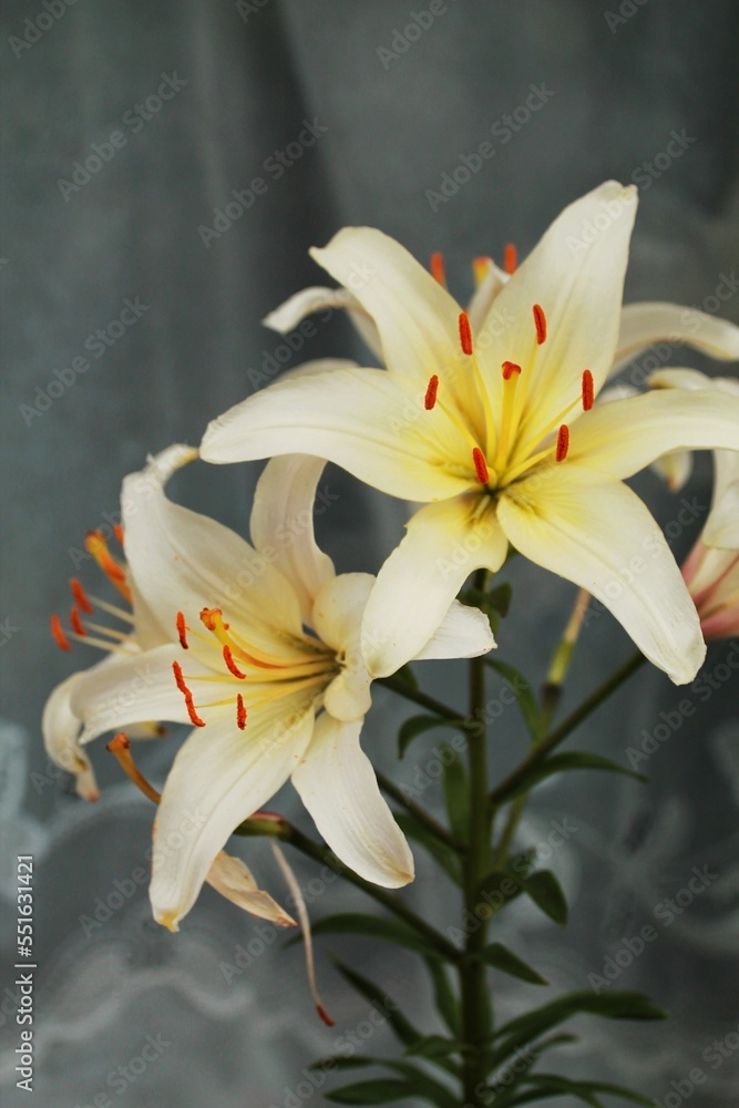 Fototapeta premium orange lily flower