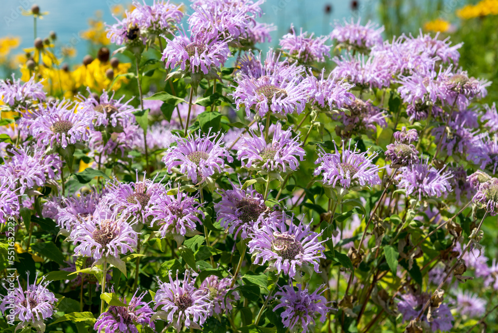 Wild Bergamot Growing In The Native Plant Garden Wild Bergamot Growing In The Native Plant Garden
