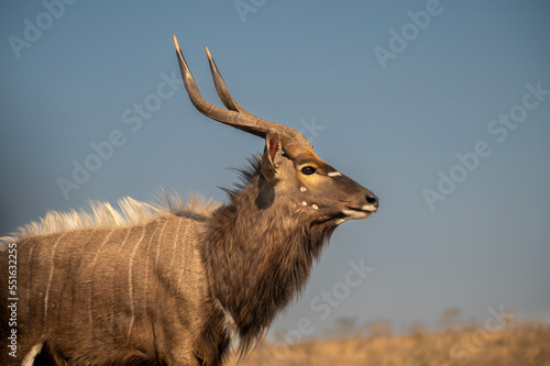 Portrait of a Nyala at a waterhole in South Africa photo