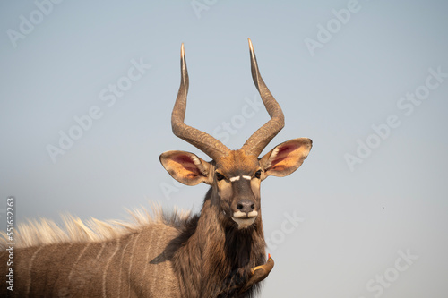 Nyala at a waterhole in South Africa © Tony Campbell