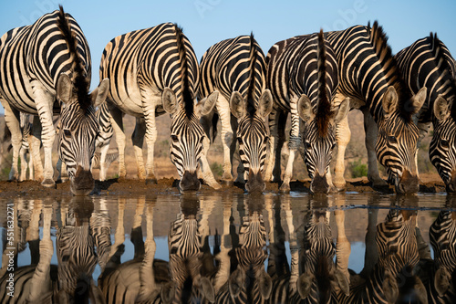 A herd of zebras at a water hole