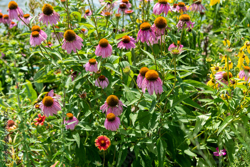 Purple Coneflowers Growing In The Native Plant Garden