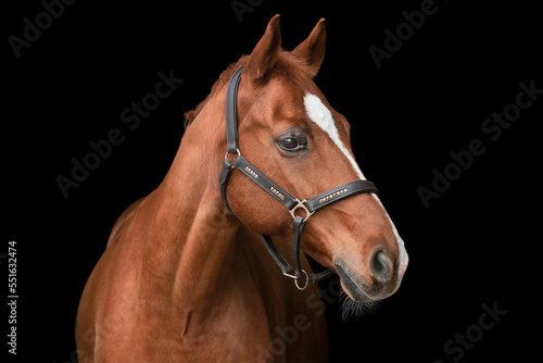 Portrait Pferd vor schwarzem Hintergrund © Talitha