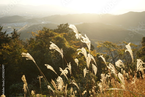 夕陽に照らされるススキ