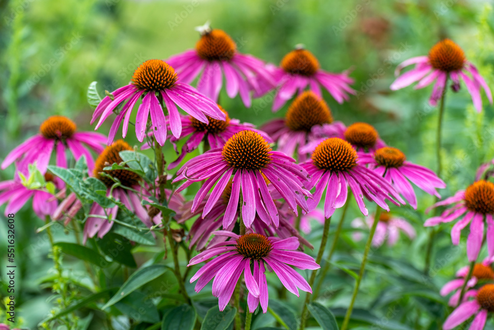 Obraz premium Purple Coneflowers Growing In The Native Plant Garden