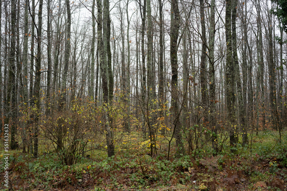 Fototapeta premium trees in the forest in turkey
