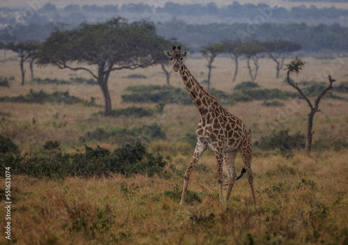 A Giraffe in Kenya  Africa