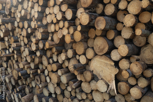 A texture of a pile of freshly cut conifer logs in Estonia  Northern Europe