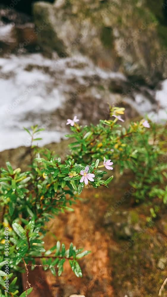 moss on the rocks, cute flower, little flowers,flower, nature, spring, flowers, plant, white, field, grass, bloom, blossom, garden, summer, beauty, flora, forest, meadow, wild, blooming, anemone, seas moss on the rocks, cute flower, little flowers,flower, nature, spring, flowers, plant, white, field, grass, bloom, blossom, garden, summer, beauty, flora, forest, meadow, wild, blooming, anemone, seas