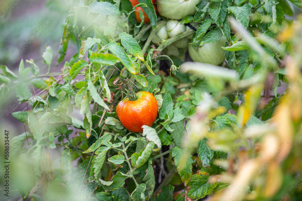 Organic tomatoes in the garden