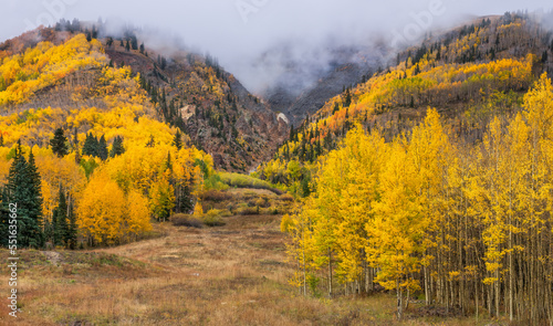 Golden Autumn Aspen trees on the Million Dollar Highway in the Rocky Mountains - Colorado 
