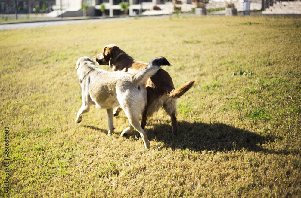 Obraz premium dog