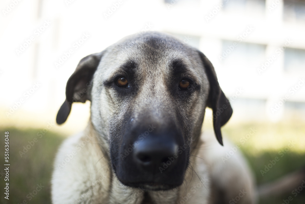 dog dog