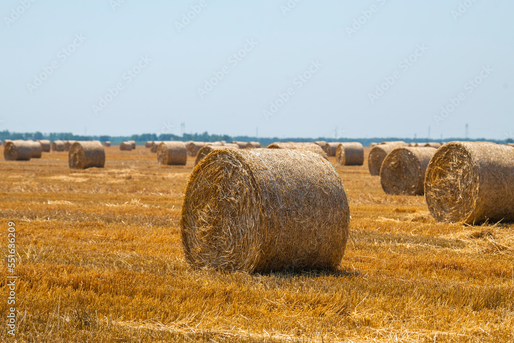 A field with round straw bales against a blue summer sky. Selective focus.