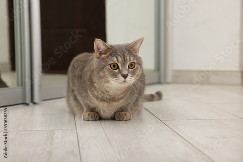 Cute Scottish cat on wooden floor at home