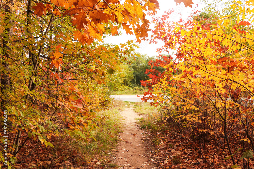 Naklejka premium Trail and beautiful trees in forest. Autumn season