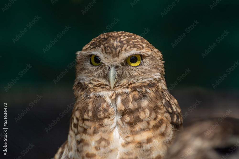 Owl closeup on black background Owl closeup on black background