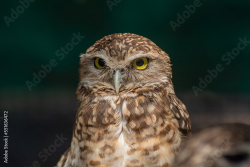 Owl closeup on black background