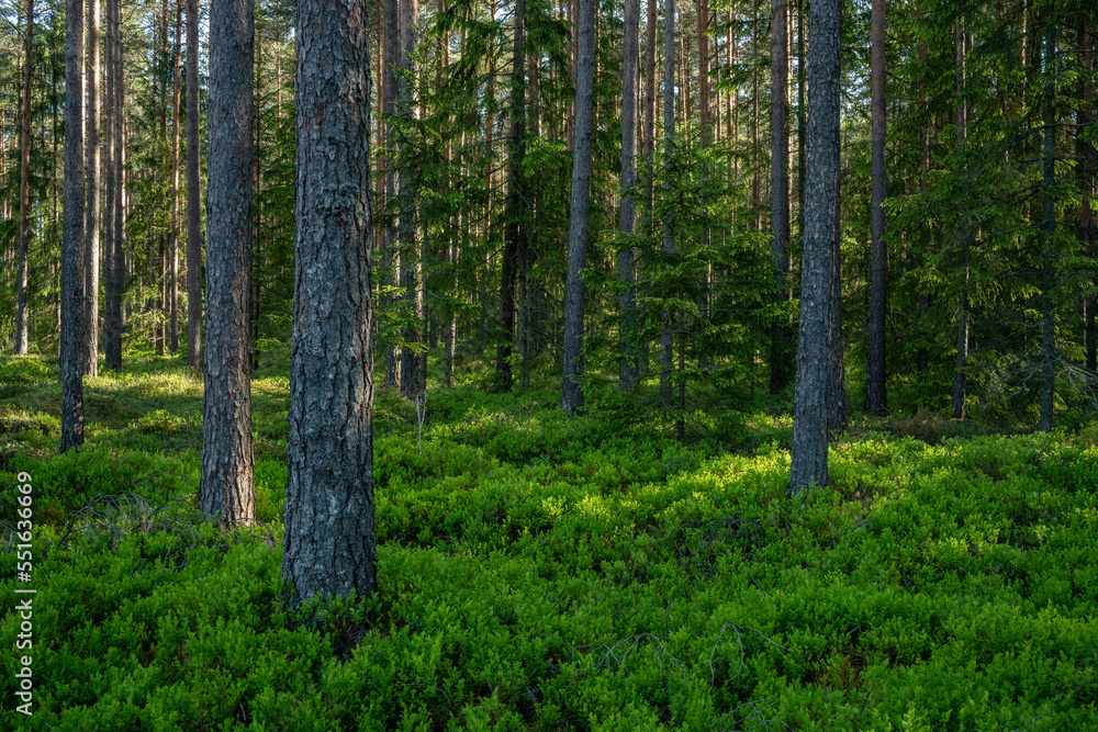 A summery and lush Pine forest on an early morning in Estonia, Northern Europe A summery and lush Pine forest on an early morning in Estonia, Northern Europe