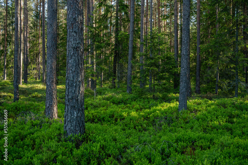 A summery and lush Pine forest on an early morning in Estonia, Northern Europe