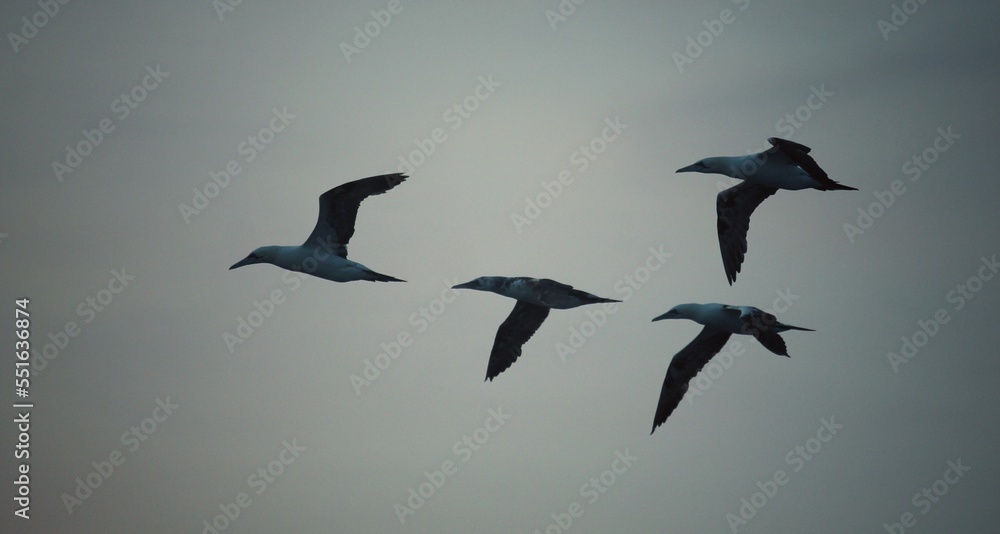 Fototapeta premium Seagull 
