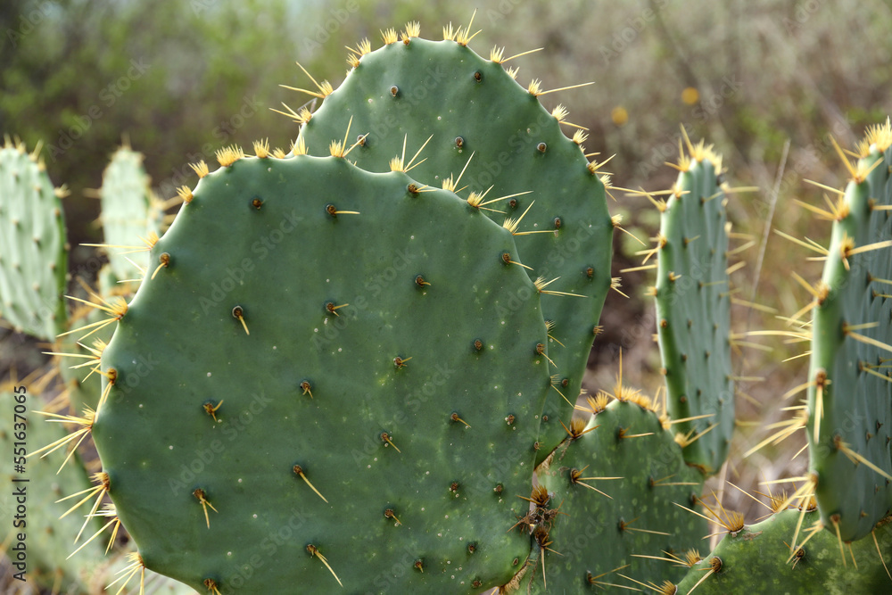Closeup view of beautiful cactus growing outdoors Closeup view of beautiful cactus growing outdoors