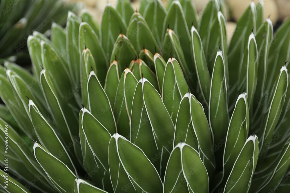 Obraz premium Beautiful green agave growing outdoors, closeup. Succulent plant