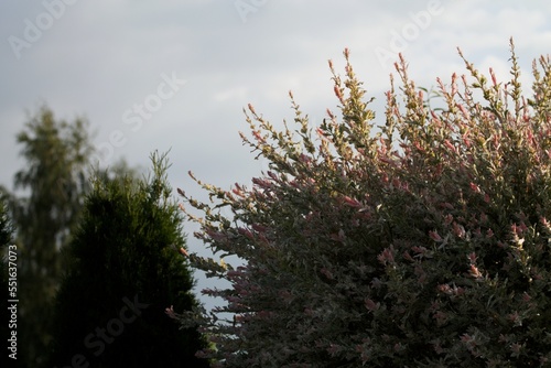 Lomandra photo