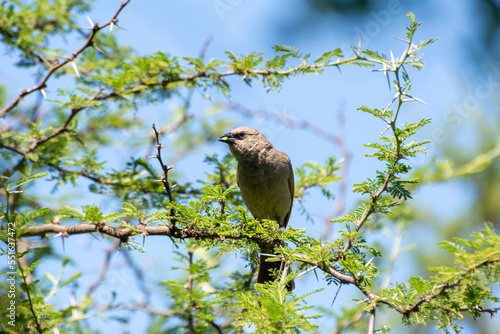 Bird perched on branches with thorns on blue sky background