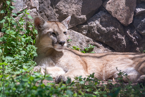 Cougar, mountail lion resting on a background of stones and vegetation