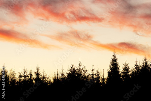 A colorful sky with clouds above a young Spruce forest in Estonia, Northern Europe