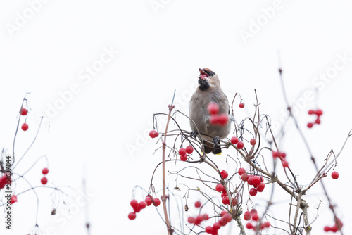 Bohemian waxwing eating ripe Guelder rose berries during an autumn migration stop in Estonia, Northern Europe photo