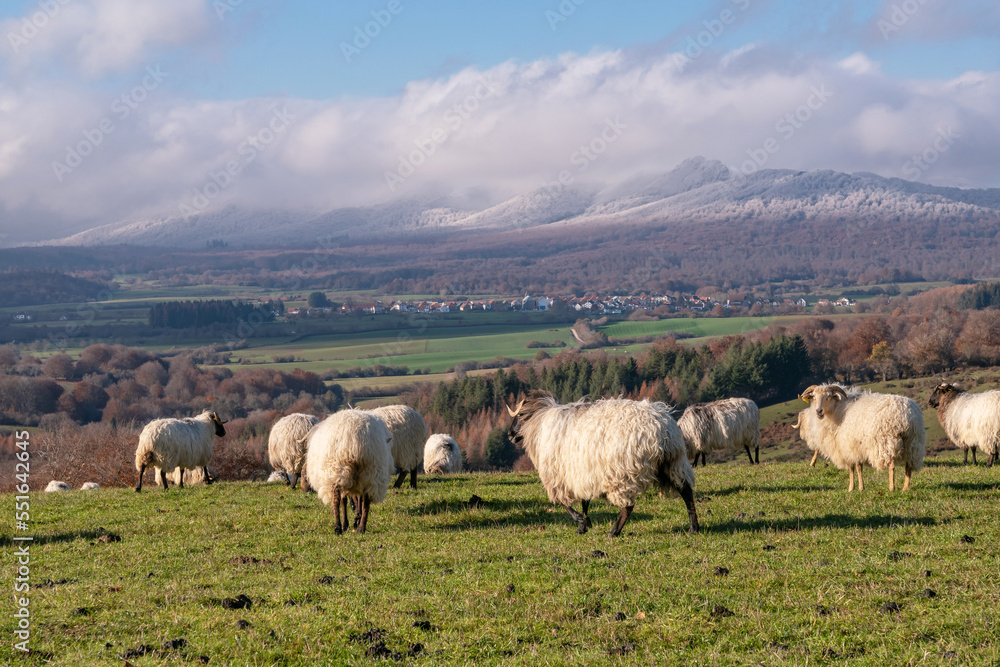Latxa sheep grazing in winter in the Navarre Pyrenees. Auritz-Burguete Latxa sheep grazing in winter in the Navarre Pyrenees. Auritz-Burguete