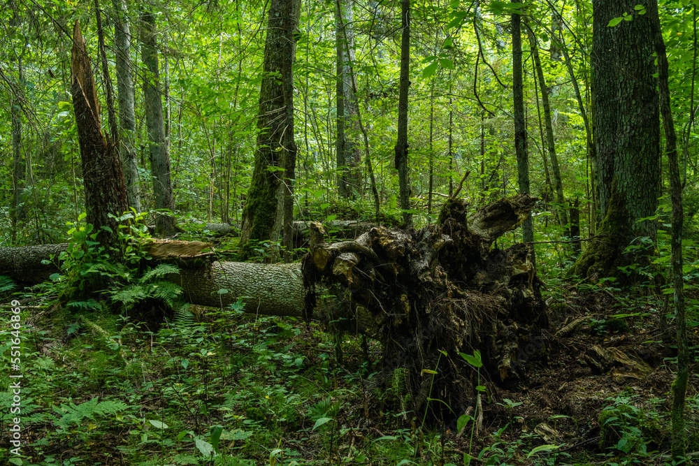 Fototapeta premium A lush old-growth deciduous forest with a lot of deadwood on a summer day in Northern Latvia