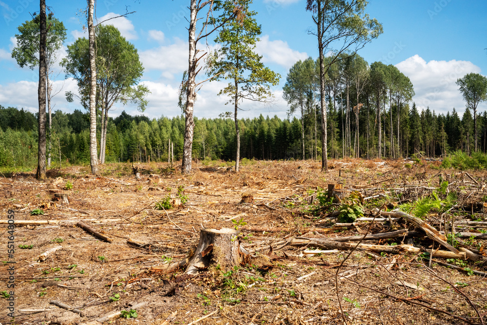 A fresh clear-cut area with some standing trees left in summery Latvia, Europe A fresh clear-cut area with some standing trees left in summery Latvia, Europe