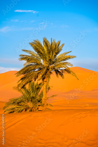 Sahara Desert Background. Palm tree and the sand dunes at sunset. Erg Chebbi  Merzouga  Morocco.