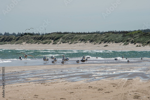 Eine Gruppe von verschiedenen Möwen am Strand der Nordsee