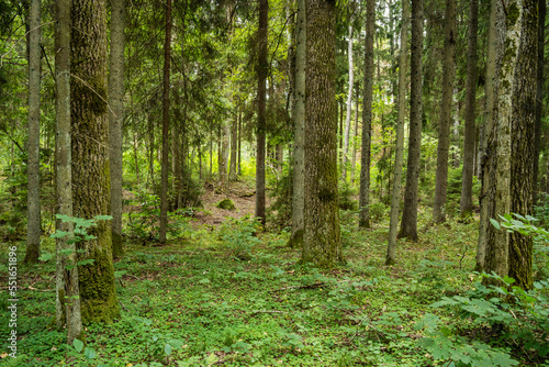 A managed mixed boreal forest with large hardwood trees in summery Latvia  Europe