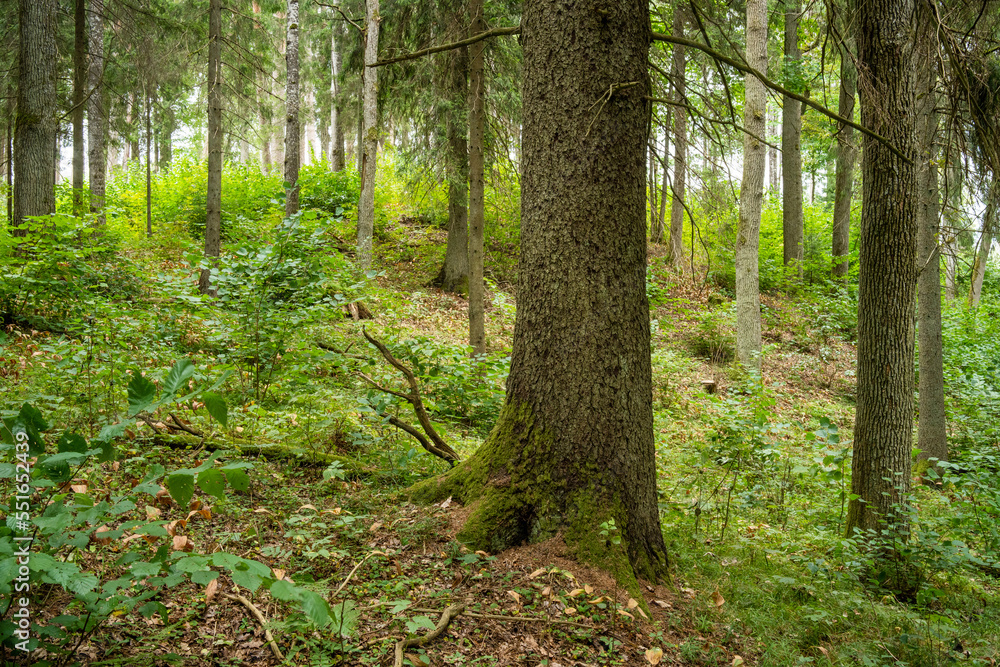 A managed mixed boreal forest with large hardwood trees in summery Latvia, Europe