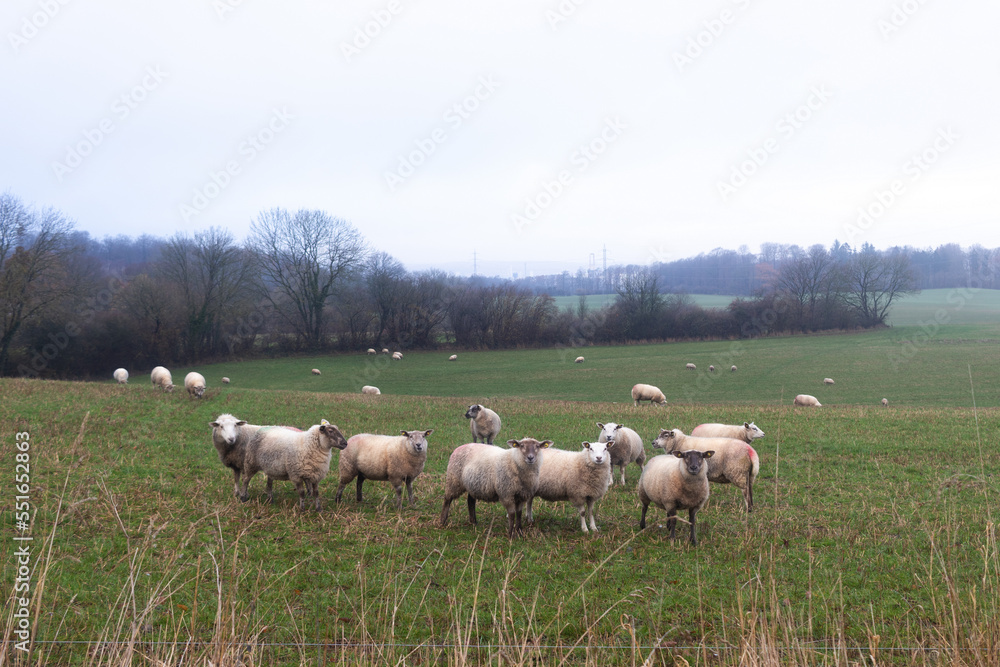 Animal husbandry, sheep farming: marked domestic flock of sheep (livestock) grazing on a meadow in Denmark