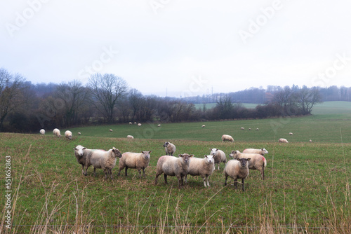 Obraz na płótnie Animal husbandry, sheep farming: marked domestic flock of sheep (livestock) grazing on a meadow in Denmark w salonie