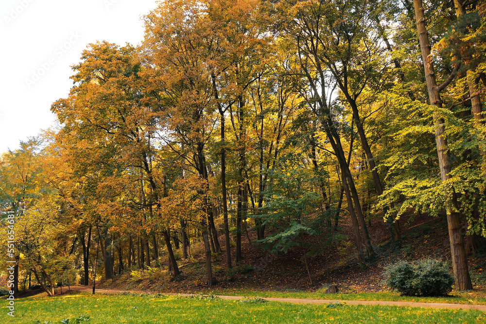 Pathway, green grass and trees in beautiful park on autumn day