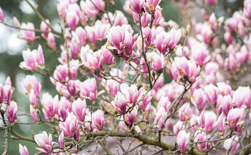 Magnolia flowers on the tree. Blooming magnolia, big pink flowers on the tree.