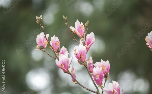 Magnolia flowers on the tree. Blooming magnolia  big pink flowers on the tree.