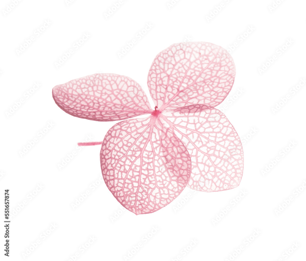 Beautiful pink hortensia flower isolated on white Beautiful pink hortensia flower isolated on white