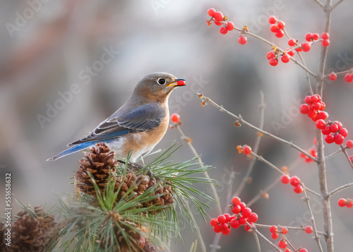Bluebird eating red berries