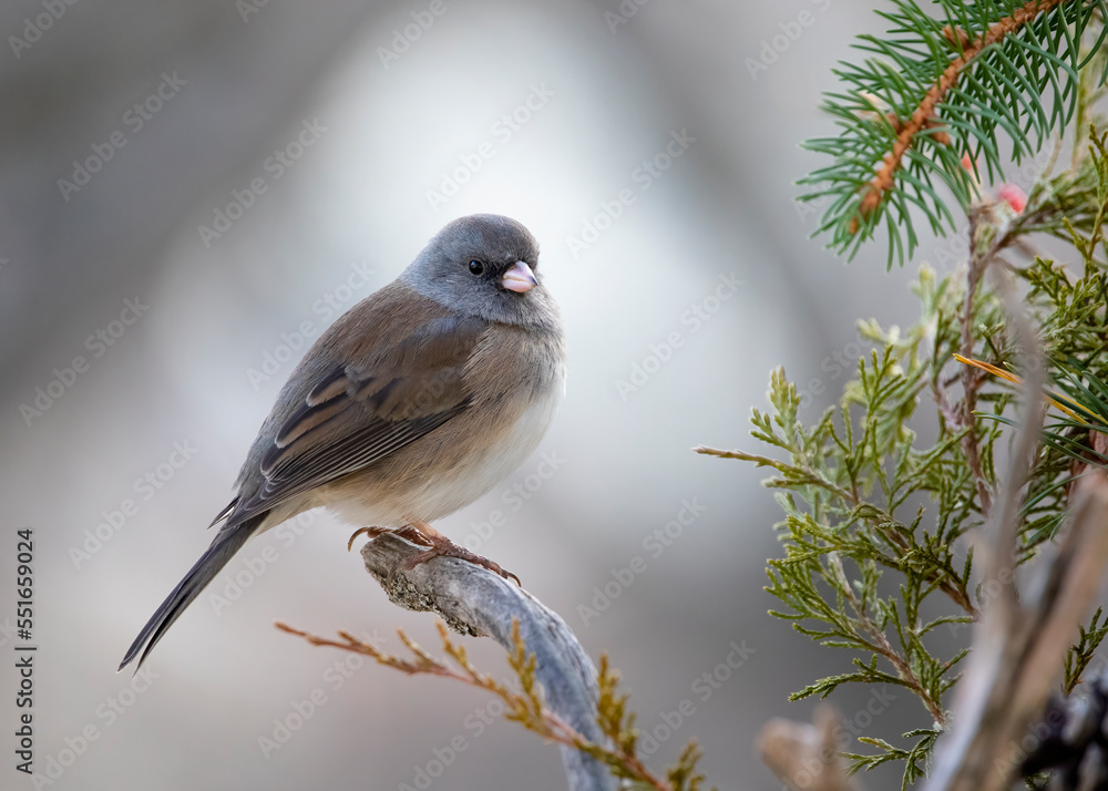 Fototapeta premium Small junco songbird on pine tree