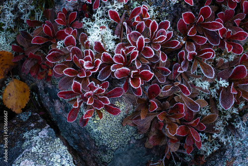 Frosty vibrant red Alpine bearberry, Arctous alpina growing on a rock during autumn foliage in Salla National Park, Northern Finland  photo
