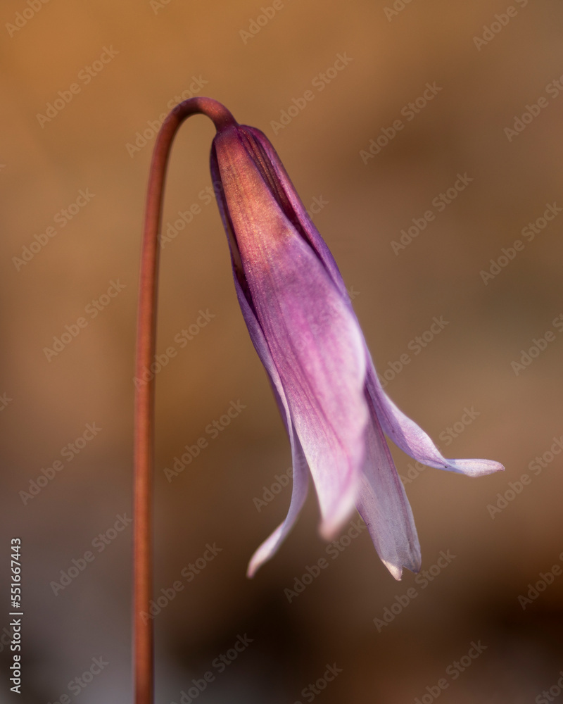 custom made wallpaper toronto digitalclose up of pink flower