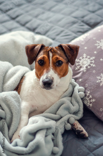 jack russell terrier breed dog laing before christmas on gray bed and pillows with white snowflakes. holidays and relax.